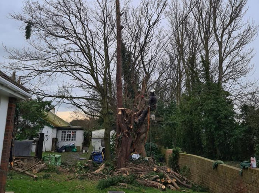 Lucas Arborist climber dismantling a tree