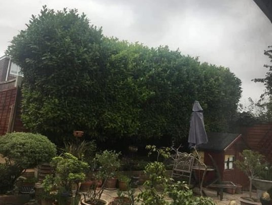 Laurel hedge reduction, before