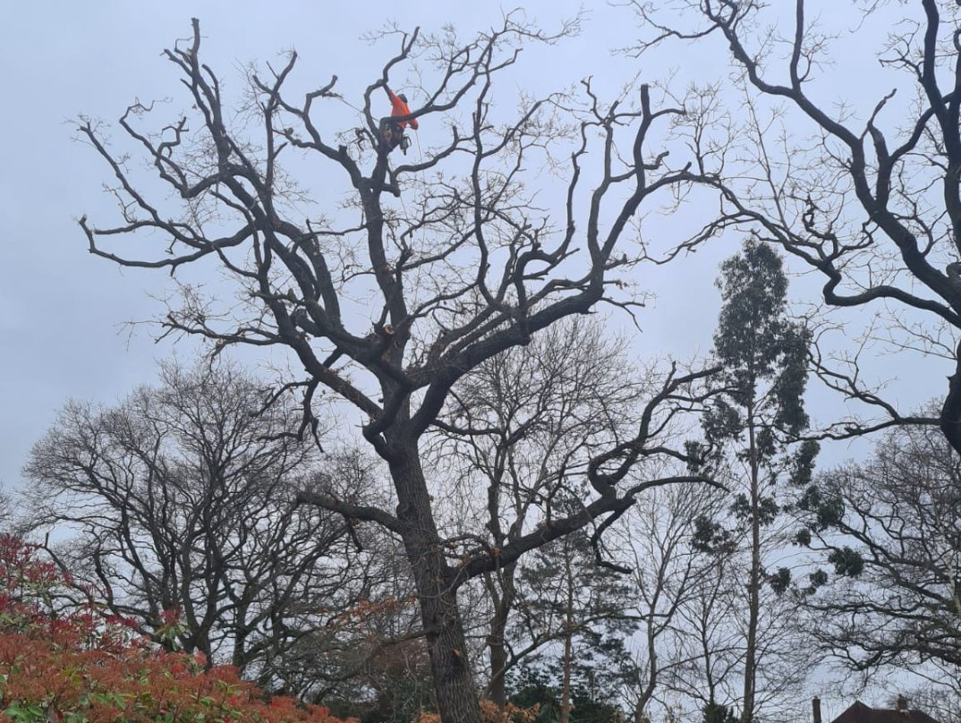 Tree Pruning & Crown Work