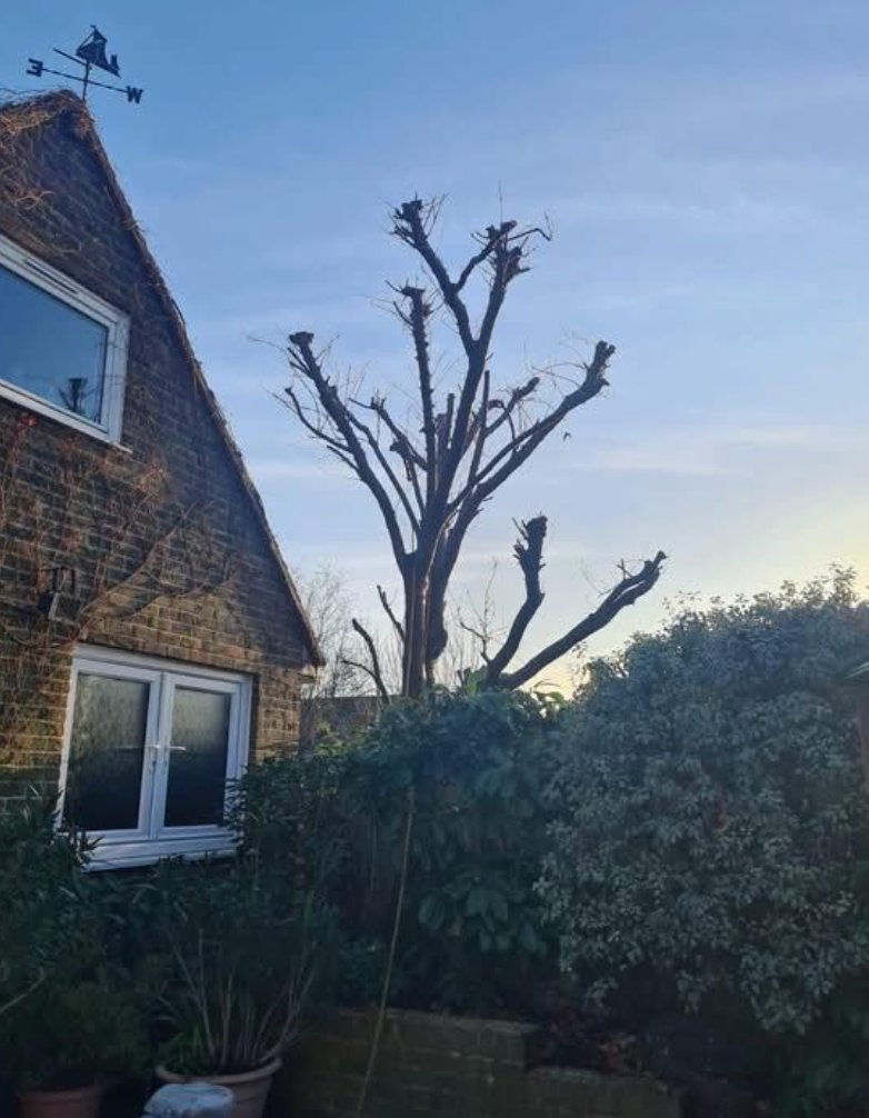Pollarded clear of the house, after