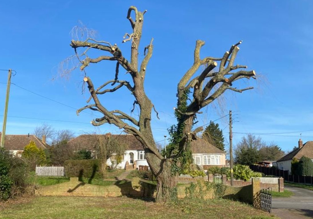 Weeping willow pollard, after