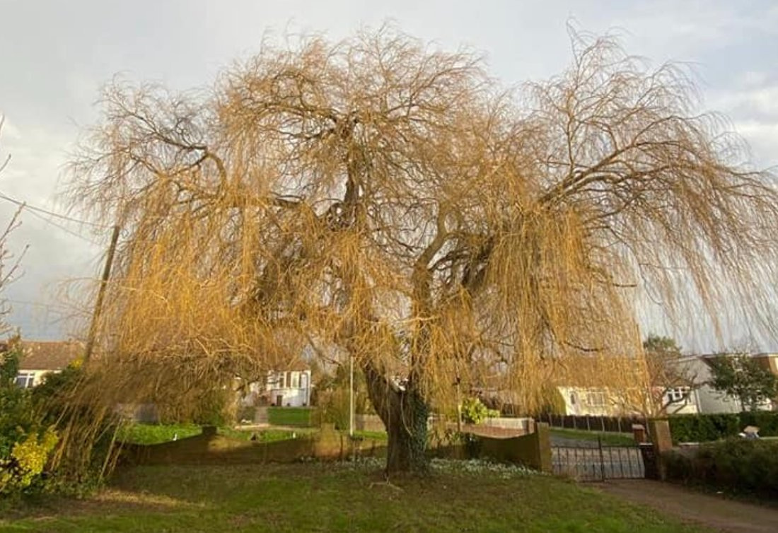 Weeping willow pollard, before
